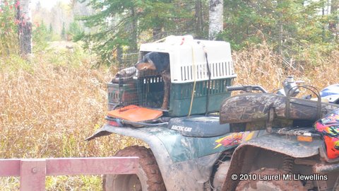 Midge (Laurel Mountain's Lady Bird) in a crate ready to keep going.